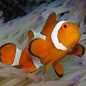 Amphiprion ocellaris Amphiprion ocellaris 公子小丑鱼 Indonesia 印度尼西亚 Bali 巴厘岛 Amed Bay 巴厘岛艾湄湾 @LazyDiving.com 潜水时光