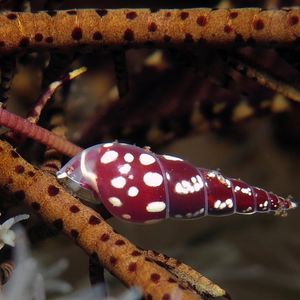 Annulobalcis vinarius 印度尼西亚 Indonesia , 巴厘岛 Bali , 图蓝本 Tulamben @LazyDiving.com 潜水时光