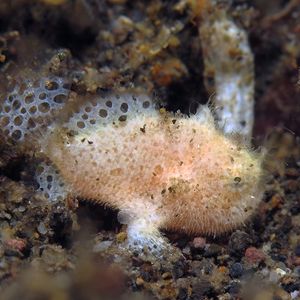 Antennarius striatus Antennarius striatus 印度尼西亚 Indonesia , 巴厘岛 Bali , 艾湄湾 Amed Bay @LazyDiving.com 潜水时光