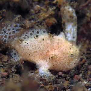 Antennarius striatus 印度尼西亚 Indonesia , 巴厘岛 Bali , 艾湄湾 Amed Bay @LazyDiving.com 潜水时光