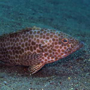 Epinephelus areolatus 印度尼西亚 Indonesia , 巴厘岛 Bali , 艾湄湾 Amed Bay @LazyDiving.com 潜水时光