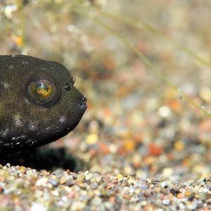 Arothron hispidus Arothron hispidus 白点鲀 Indonesia 印度尼西亚 Bali 巴厘岛 Amed Bay 巴厘岛艾湄湾 @LazyDiving.com 潜水时光