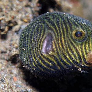 Arothron stellatus Arothron stellatus 星斑叉鼻鲀 Indonesia 印度尼西亚 Bali 巴厘岛 Amed Bay 巴厘岛艾湄湾 @LazyDiving.com 潜水时光