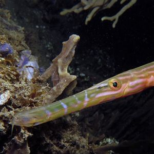 Aulostomus chinensis 印度尼西亚 Indonesia , 安汶 Ambon @LazyDiving.com ��潜水时光