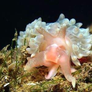 Baeolidia salaamica 印度尼西亚 Indonesia , 巴厘岛 Bali , 艾湄湾 Amed Bay @LazyDiving.com 潜水时光