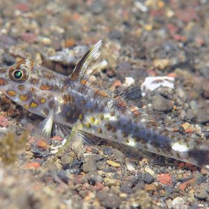 Fusigobius inframaculatus 印度尼西亚 Indonesia , 巴厘岛 Bali , 艾湄湾 Amed Bay @LazyDiving.com 潜水时光