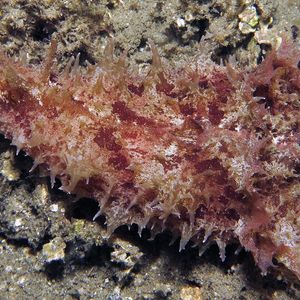 Dolabella auricularia 印度尼西亚 Indonesia , 安汶 Ambon @LazyDiving.com 潜水时光