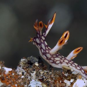 Bornella anguilla Bornella anguilla 火麒麟 Indonesia 印度尼西亚 Bali 巴厘岛 Amed Bay 巴厘岛艾湄湾 @LazyDiving.com 潜水时光