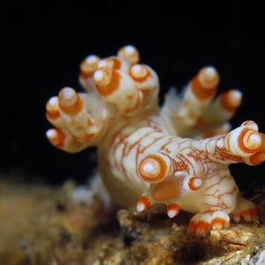 Bornella stellifera Bornella stellifera 印度尼西亚 Indonesia , 巴厘岛 Bali , 艾湄湾 Amed Bay @LazyDiving.com 潜水时光