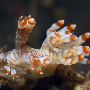 Bornella stellifera Bornella stellifera 印度尼西亚 Indonesia , 巴厘岛 Bali , 艾湄湾 Amed Bay @LazyDiving.com 潜水时光