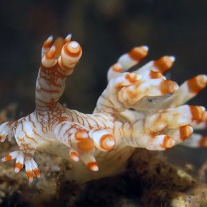 Bornella stellifera 印度尼西亚 Indonesia , 巴厘岛 Bali , 艾湄湾 Amed Bay @LazyDiving.com 潜水时光