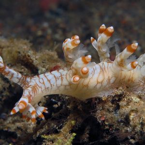 Bornella stellifera Bornella stellifera 印度尼西亚 Indonesia , 巴厘岛 Bali , 艾湄湾 Amed Bay @LazyDiving.com 潜水时光