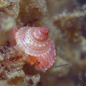 Calliostoma ticaonicum 印度尼西亚 Indonesia , 安汶 Ambon @LazyDiving.com 潜水时光