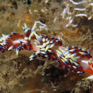 Caloria indica 印度尼西亚 Indonesia , 巴厘�岛 Bali , 艾湄湾 Amed Bay @LazyDiving.com 潜水时光