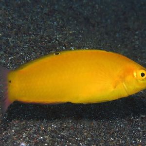 Halichoeres chrysus Halichoeres chrysus 印度尼西亚 Indonesia , 巴厘岛 Bali , 艾湄湾 Amed Bay @LazyDiving.com 潜水时光