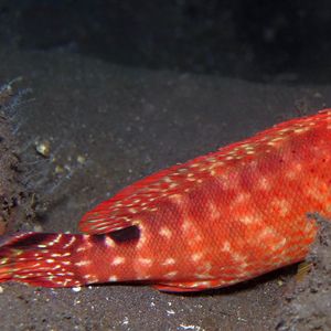 Cephalopholis leopardus 印度尼西亚 Indonesia , 巴厘岛 Bali , 图蓝本 Tulamben @LazyDiving.com 潜水时光