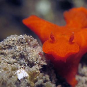 Ceratosoma gracillimum Ceratosoma gracillimum 细长多彩海蛞蝓 Indonesia 印度尼西亚 Ambon 安汶 @LazyDiving.com 潜水时光