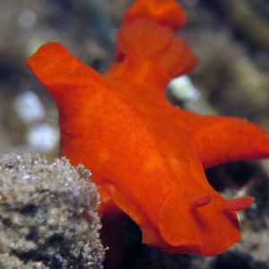 Ceratosoma gracillimum 印度尼西亚 Indonesia , 安汶 Ambon @LazyDiving.com 潜水时光