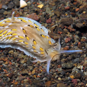 Cerberilla asamusiensis 印度尼西亚 Indonesia , 巴厘岛 Bali , 艾湄湾 Amed Bay @LazyDiving.com 潜水时光