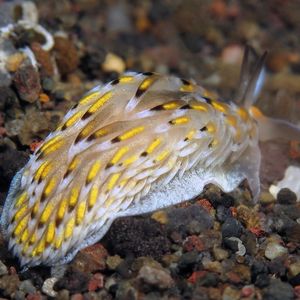 Cerberilla asamusiensis 印度尼西亚 Indonesia , 巴厘岛 Bali , 艾湄湾 Amed Bay @LazyDiving.com 潜水时光