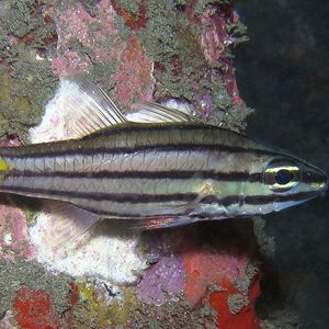 Cheilodipterus isostigmus 印度尼西亚 Indonesia , 巴厘岛 Bali , 艾湄湾 Amed Bay @LazyDiving.com 潜水时光