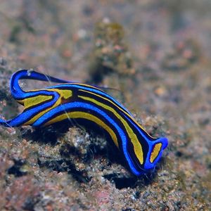 Chelidonura hirundinina Chelidonura hirundinina 燕尾海牛 Indonesia 印度尼西亚 Bali 巴厘岛 Tulamben 图蓝本 @LazyDiving.com 潜水时光