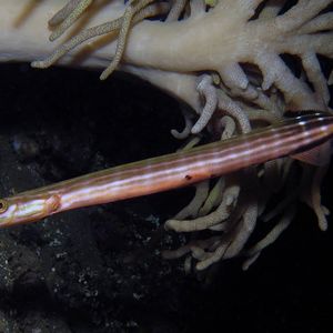 Aulostomus chinensis 印度尼西亚 Indonesia , 安汶 Ambon @LazyDiving.com 潜水时光