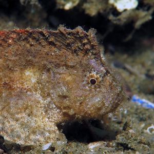 Cocotropus larvatus Cocotropus larvatus 鬼魅绒皮鲉 Indonesia 印度尼西亚 Ambon 安汶 @LazyDiving.com 潜水时光