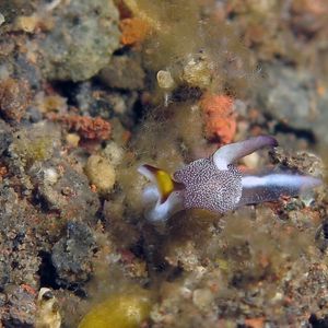 Colpodaspis 印度尼西亚 Indonesia , 巴厘岛 Bali , 图蓝本 Tulamben @LazyDiving.com 潜水时光