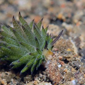 Costasiella paweli 印度尼西亚 Indonesia , 巴厘岛 Bali , 艾湄湾 Amed Bay @LazyDiving.com 潜水时光