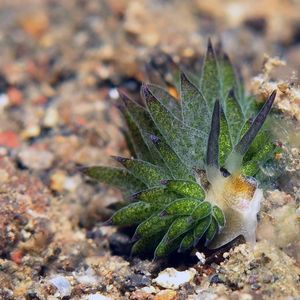 Costasiella paweli 印度尼西亚 Indonesia , 巴厘岛 Bali , 艾湄湾 Amed Bay @LazyDiving.com 潜水时光