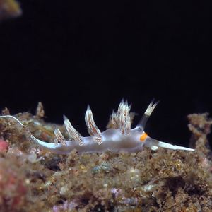 Cratena 印度尼西亚 Indonesia , 巴厘岛 Bali , 艾湄湾 Amed Bay @LazyDiving.com 潜水时光