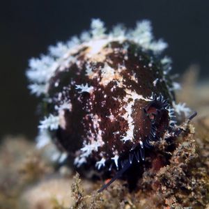 Palmadusta clandestina 印度尼西亚 Indonesia , 巴厘岛 Bali , 图蓝本 Tulamben @LazyDiving.com 潜水时光