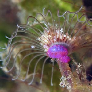 Cyproideidae 印度尼西亚 Indonesia , 巴厘岛 Bali , 艾湄湾 Amed Bay @LazyDiving.com 潜水时光