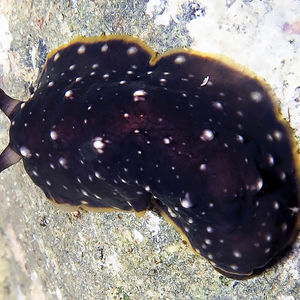 Dendrodoris nigra 印度尼西亚 Indonesia , 安汶 Ambon @LazyDiving.com 潜水时光