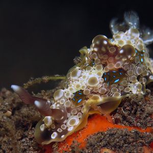 Dendrodoris krusensternii Dendrodoris krusensternii 芽枝鳃海蛞蝓 Indonesia 印度尼西亚 Bali 巴厘岛 Tulamben 图蓝本 @LazyDiving.com 潜水时光