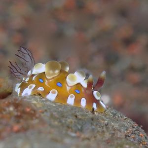 Dendrodoris krusensternii Dendrodoris krusensternii 芽枝鳃海蛞蝓 Indonesia 印度尼西亚 Bali 巴厘岛 Tulamben 图蓝本 @LazyDiving.com 潜水时光