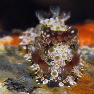 Dendrodoris krusensternii 印度尼西亚 Indonesia , 巴厘岛 Bali , 图蓝本 Tulamben @LazyDiving.com 潜�水时光