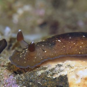 Dendrodoris nigra 印度尼西亚 Indonesia , 安汶 Ambon @LazyDiving.com 潜水时光