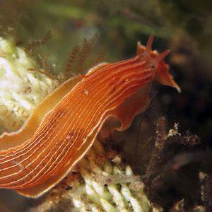 Dermatobranchus rubidus Dermatobranchus rubidus 片鰓海蛞蝓 Indonesia 印度尼西亚 Bali 巴厘岛 Amed Bay 巴厘岛艾湄湾 @LazyDiving.com 潜水时光