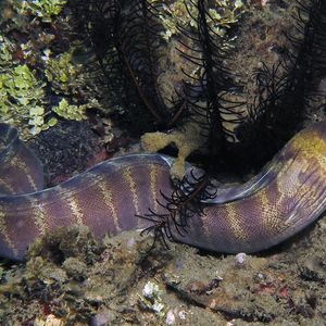 Echidna polyzona 印度尼西亚 Indonesia , 安汶 Ambon @LazyDiving.com 潜水时光