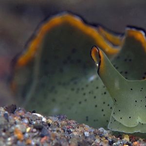 Elysia ornata 印度尼西亚 Indonesia , 巴厘岛 Bali , 艾湄湾 Amed Bay @LazyDiving.com 潜水时光