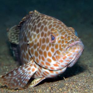 Epinephelus areolatus Epinephelus areolatus 印度尼西亚 Indonesia , 巴厘岛 Bali , 艾湄湾 Amed Bay @LazyDiving.com 潜水时光