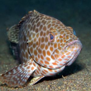 Epinephelus areolatus 印度尼西亚 Indonesia , 巴厘岛 Bali , 艾湄湾 Amed Bay @LazyDiving.com 潜水时光