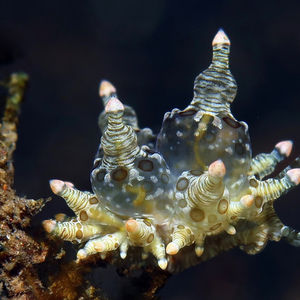 Eubranchus ocellatus Eubranchus ocellatus 眼斑真鰓海蛞蝓 Indonesia 印度尼西亚 Bali 巴厘岛 Amed Bay 巴厘岛艾湄湾 @LazyDiving.com 潜水时光