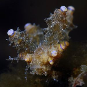 Eubranchus rubropunctatus 印度尼西亚 Indonesia , 巴厘岛 Bali , 图蓝本 Tulamben @LazyDiving.com 潜水时光