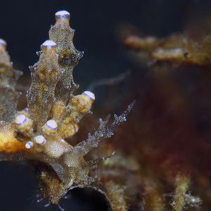 Eubranchus rubropunctatus Eubranchus rubropunctatus 红点真鰓海蛞蝓 Indonesia 印度尼西亚 Bali 巴厘岛 Tulamben 图蓝本 @LazyDiving.com 潜水时光