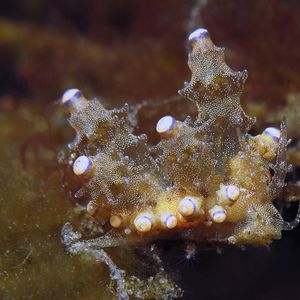 Eubranchus rubropunctatus 印度尼西亚 Indonesia , 巴厘岛 Bali , 图蓝本 Tulamben @LazyDiving.com 潜水时光