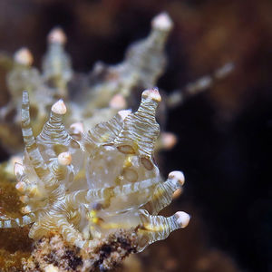 Eubranchus ocellatus Eubranchus ocellatus 眼斑真鰓海蛞蝓 Indonesia 印度尼西亚 Bali 巴厘岛 Amed Bay 巴厘岛艾湄湾 @LazyDiving.com 潜水时光