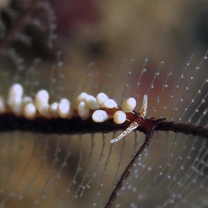 Eubranchus 印度尼西亚 Indonesia , 巴厘岛 Bali , 图蓝本 Tulamben @LazyDiving.com 潜水时光